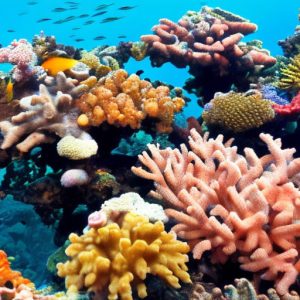Menjaga Terumbu Karang, Menjaga Kehidupan Laut